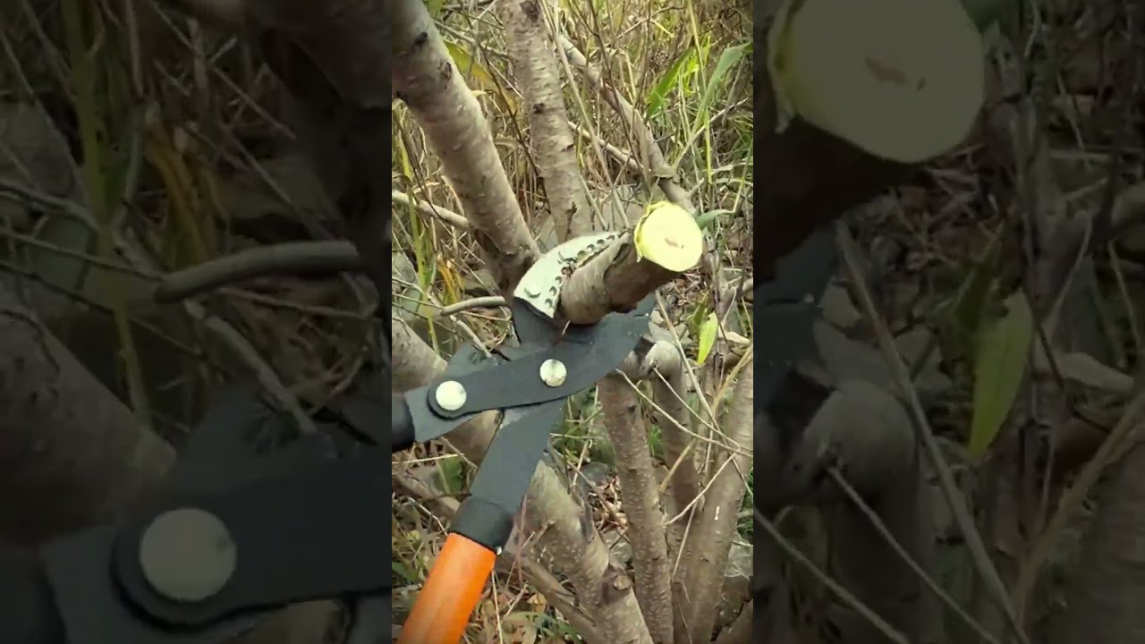 super sharp and tough long-handled scissors for cutting hard branches 