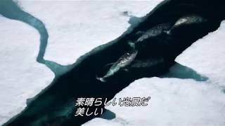 イッカクの群れが氷の間を遊泳『アース：アメイジング・デイ』フューチャレット映像