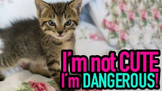 🙀 ARE CATS DANGEROUS❓ by Cat Universe 47 views 5 years ago 6 minutes, 16 seconds