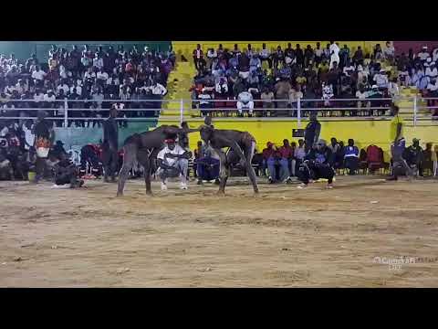 El chico tv🖥️'s broadcast