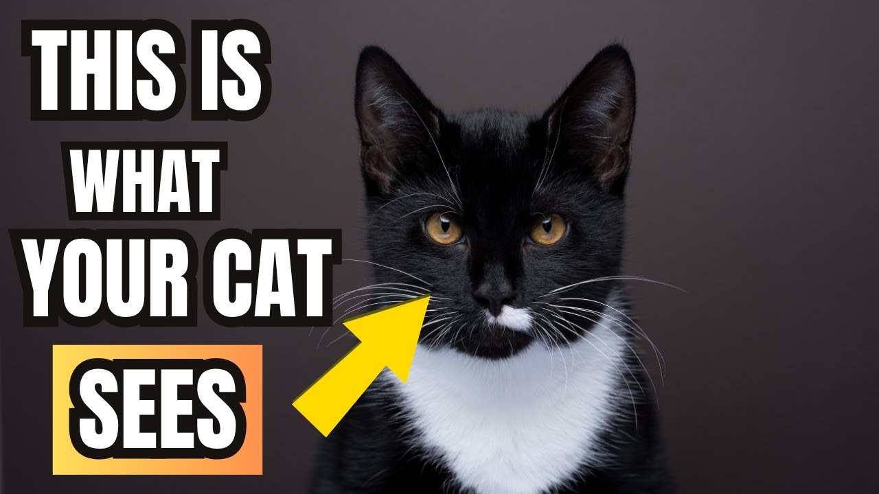 How Cats See Humans – Jaw Dropping Secrets Every Pet Parent Must Know