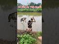 Xuất Hiện Cá Sấu Khổng Lồ Ăn Thịt Người #shortvideo #funny