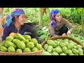 Harvesting 50kg Chayote and Climbing beans to Sell - Cooking Nutritious Fish porridge for Lunch