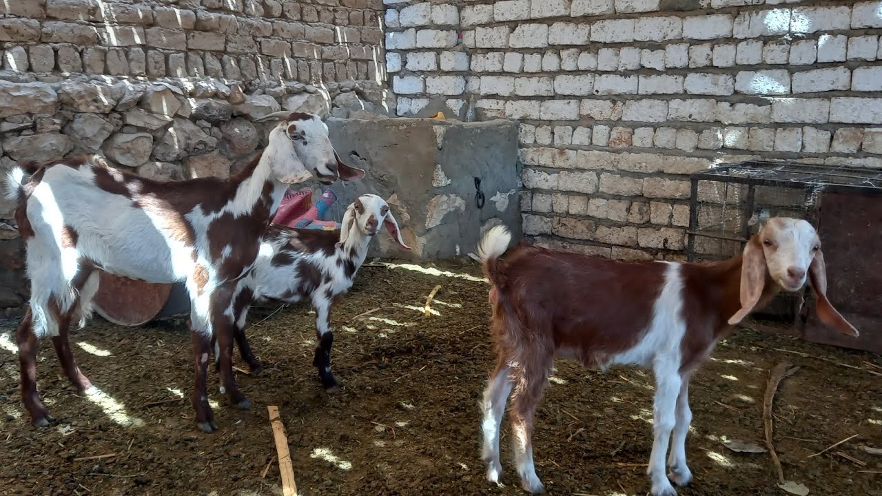 اجمل العروض سلالات الماعز الوالد الزرابي باقل الاسعار(01121773748)٣/٩)