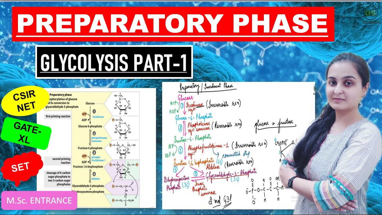 PREPARATORY PHASE GLYCOLYSIS PART 1 DETAILED EXPLANATION IN HINDI 