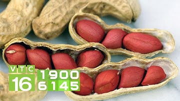 Chăm sóc để đậu phộng cho nhiều củ, hạt to I VTC16