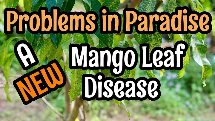 Problems in Paradise- A New Mango Leaf Disease? - DayDayNews