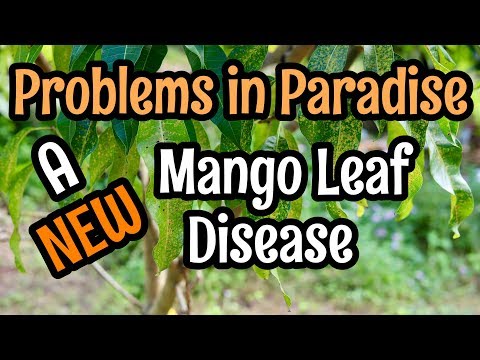 Wideo: Leczenie Mango Tipburn: Zarządzanie oparzeniami liści mango