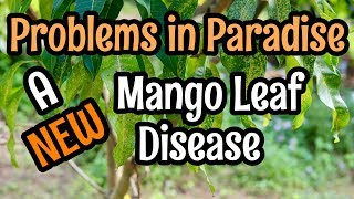 Problems in Paradise- A New Mango Leaf Disease?