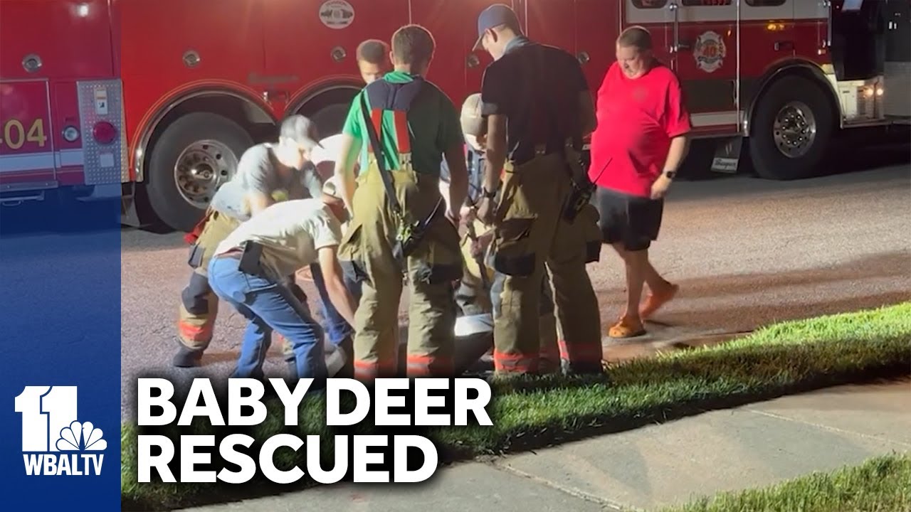 Community comes together to rescue baby deer in owings mills youtube