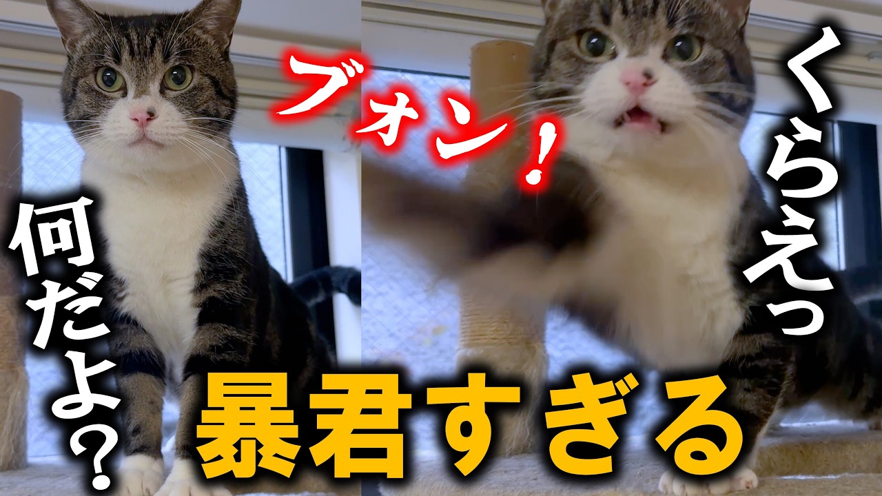 Yakuza cat is training to get used to people! He attacks for no