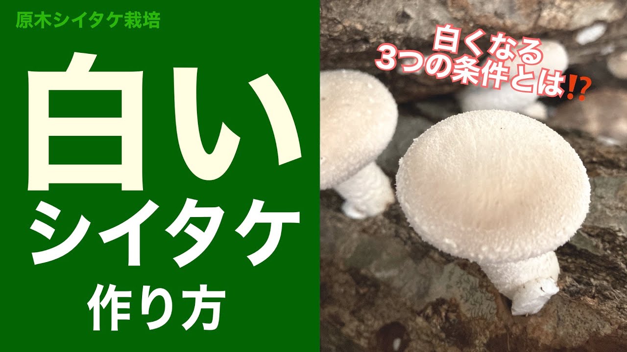 美白 白くて長いシイタケを作るには Youtube