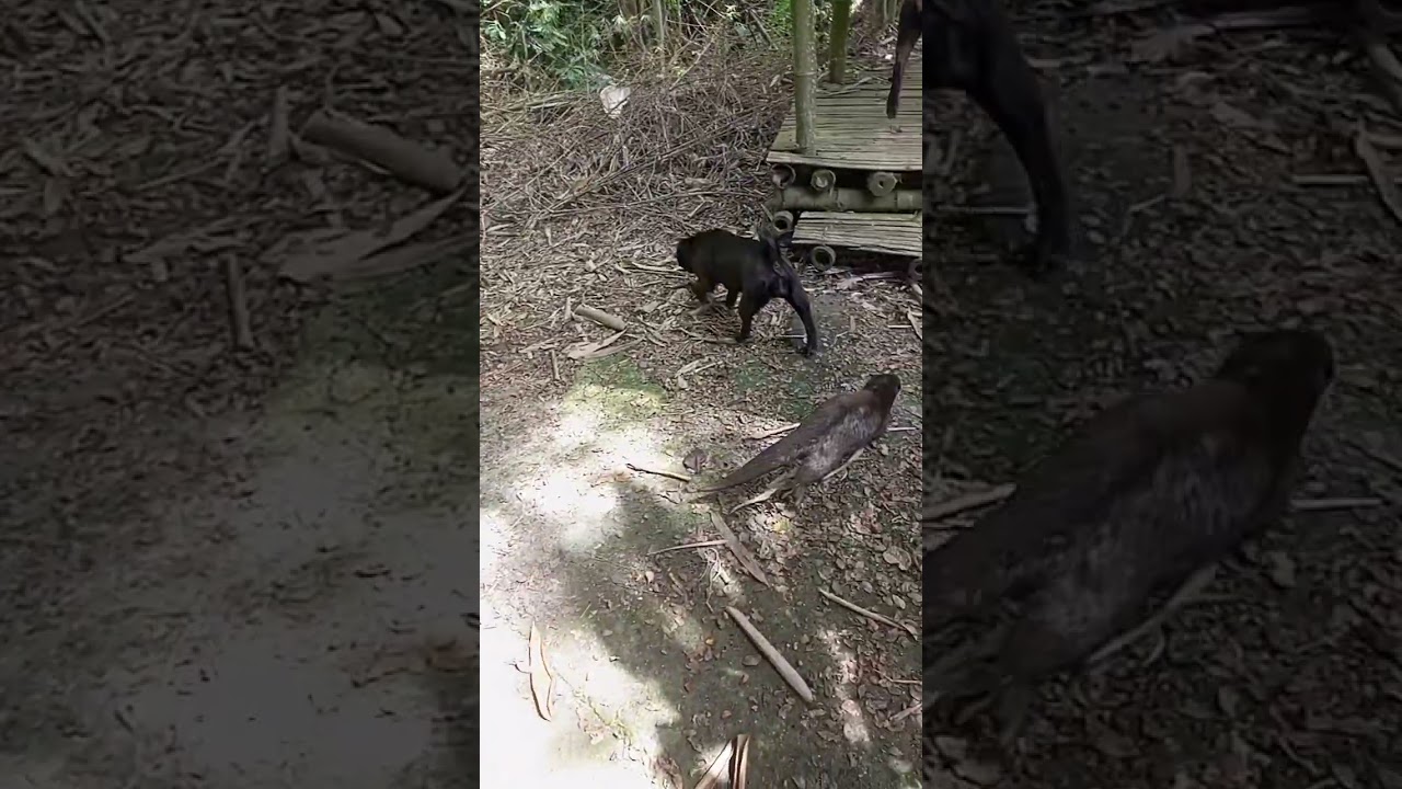 Otter herding her dogs across bridge to romp