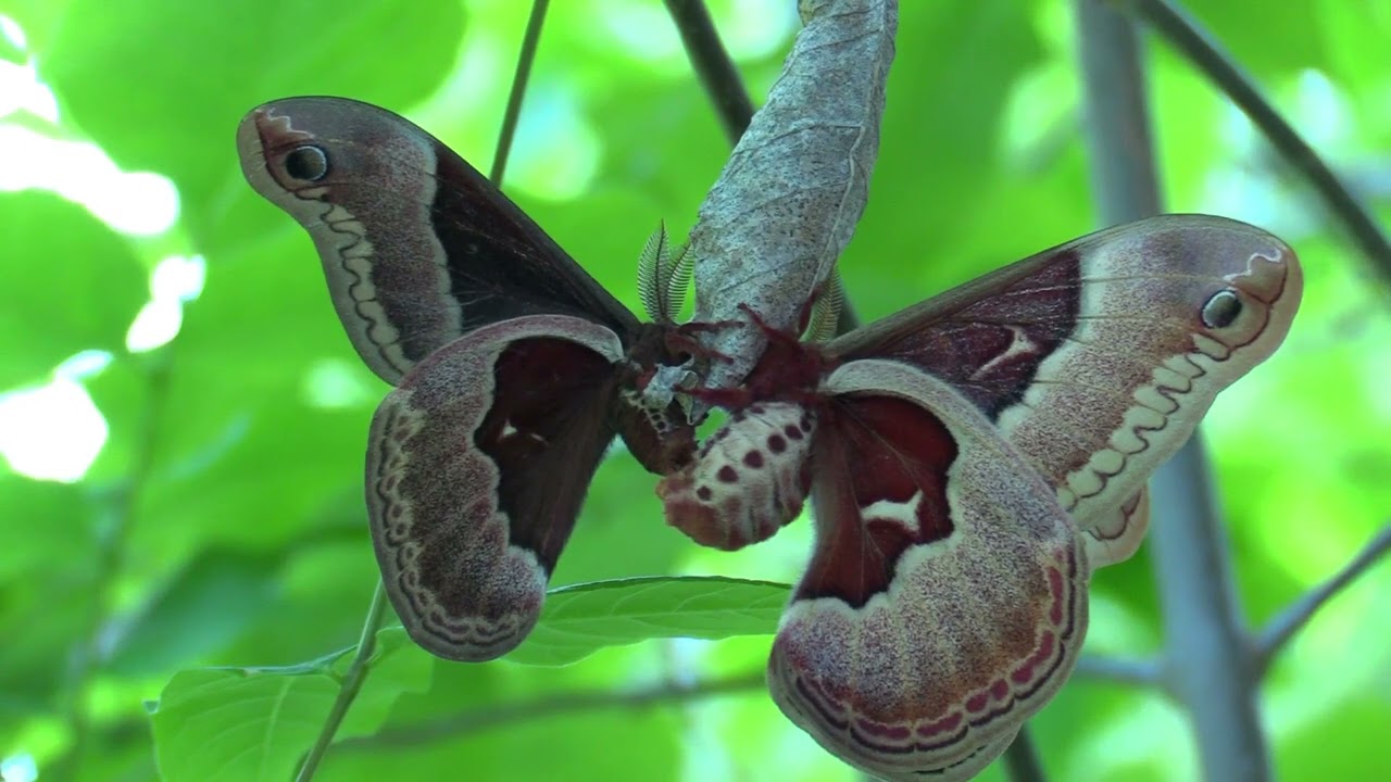 "Giant Silk Moths" Mating