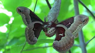 "Giant Silk Moths" Mating