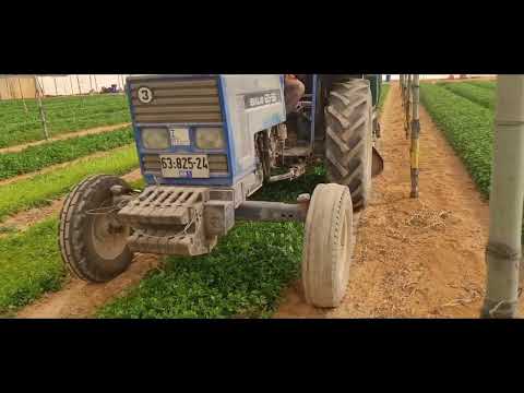 ירק עלים, קטיף ע"י מכונה, חממות, חממה, גידולי חממה, הרב יוסף דורפמן, Rabbi Yosef Dorffman