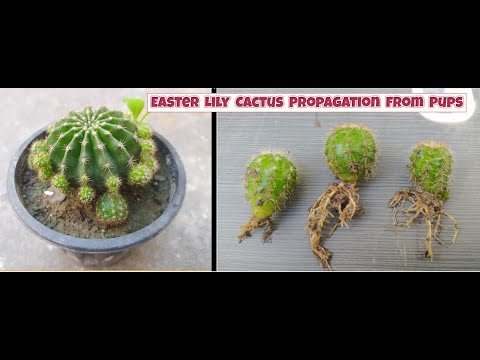 How To Grow Easter Lily Cactus From Stem Cutting | Propagation Of Echinopsis Oxygona From Pups