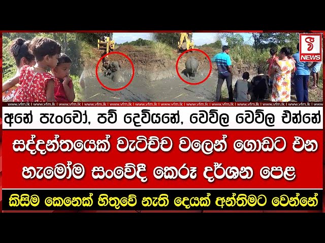 අනේ පැංචෝ, පව් දෙවියනේ, වෙව්ල වෙව්ල එන්නේ