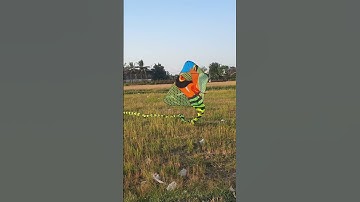 anh xe ôm thả con diều rắn hổ mang dài 70 mét