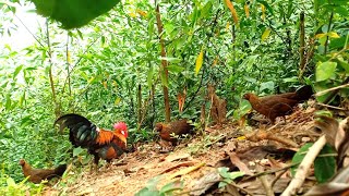 Bẫy gà mái rừng tai đỏ mới nhất | Hoàng Thắng Vlog