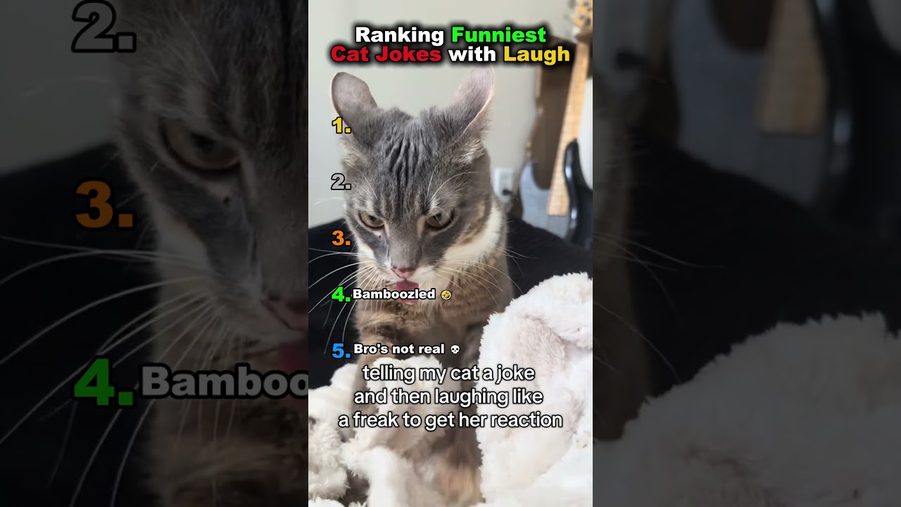 Ranking Funniest Cat Jokes with Laugh 🤣 