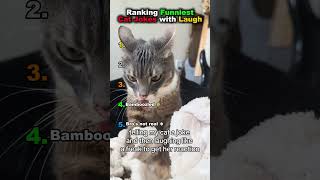 Ranking Funniest Cat Jokes with Laugh 🤣 #shorts #funnycatvideos #memes Profile