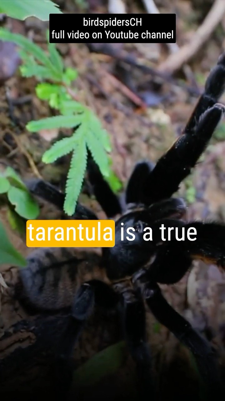 Thailand Earth Tiger Tarantula with a golden fringe! #tarantulas