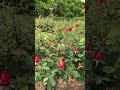 【KYOTO】Must-See Tourist Attraction - Kyoto Botanical Gardens