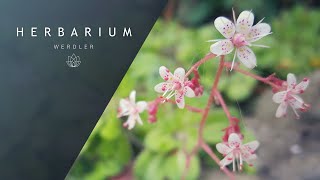 Saxifraga x geum - (Prattling Parnell)