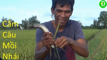 467   Cắm Câu Mồi Nhái Trên Lúa Chín Vụ Ba | Đất Phương Nam