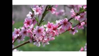 At Tuktuk, Samosir Island 🌼( July, 2014 ) #NorthSumatra #Indonesia * I hope you remember all thin