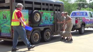 goat and llama rescue by palatine rural firefighters after escape from trailer