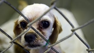 Puppy Mill Dogs Receive Care at Humane Society of Charlotte