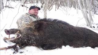 Che Aux Sangliers Dangereux 2016 - Charge Dun Dangereux Sanglier De 140Kg