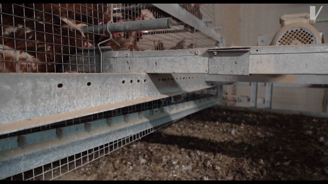 VALLI - Manure Collection - Cleaning Belt