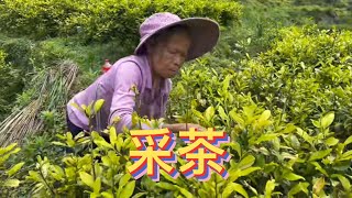 梁嫂和婆婆采茶叶，又去地里找菌子，结果失望而归。