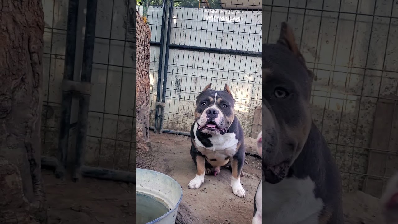 american bully 7/2/21 Brizu Bully Kennel