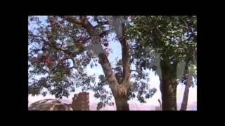la caraqueña - la vanqueta