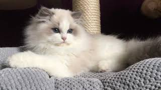 Ragdoll Kitten Blue bicolour