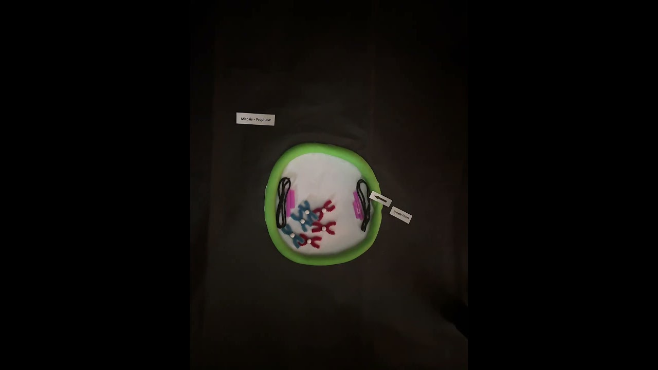 Cell Cycle Stop Animation