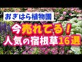 【ガーデニング】おぎはら植物園!4月の今本当に売れてる人気の宿根草16選を紹介!Gardeninng ・あしかがフラワーパーク・代々木公園・中之条ガーデンズ・服部ファームガーデン