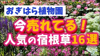 【ガーデニング】おぎはら植物園月の今本当に売れてる人気の宿根草16選を紹介Gardeninng ・あしかがフラワーパーク・代々木公園・中之条ガーデンズ・服部ファームガーデン