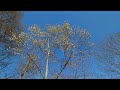 コブシの花が八分咲になりました！26/04/12