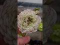 多弁株あります🏵吉田園芸さん生産ハウスからの厳選株 #クリスマスローズ #helleborus #flowers #garden #gardening