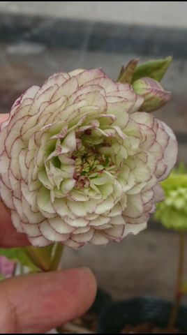 多弁株あります🏵吉田園芸さん生産ハウスからの厳選株 #クリスマスローズ #helleborus #flowers #garden #gardening