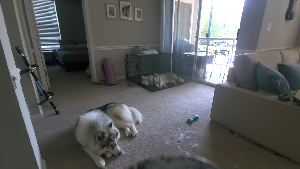 BEST WAY TO CLEAN DOG HAIR OFF CARPET YouTube