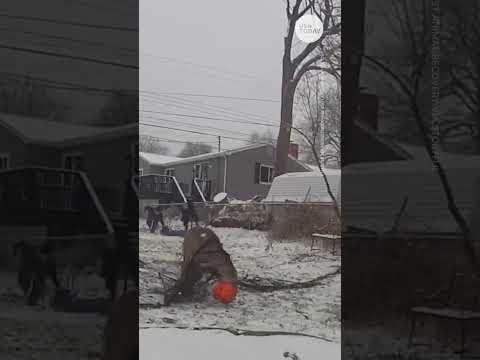 Good Samaritans remove plastic candy bucket stuck to deer's head for weeks | USA TODAY #Shorts