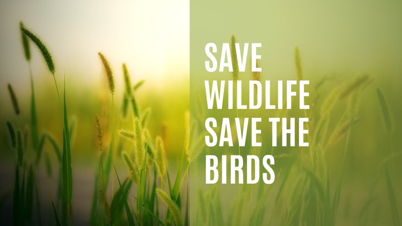 Feathered Guardians | The Urgency of Bird Conservation 🌍🦜 | Birds | Wildlife | Amazon Rainforests