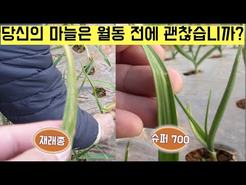[한국농수산TV] 당신의 마늘은 월동 전에 괜찮습니까? 전남 함평