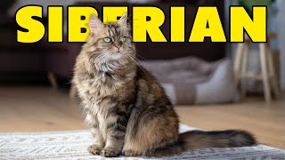 Mengenal Kucing Siberia, Ras Kucing Cantik Berbulu Lebat dari Rusia  Siberian Cat